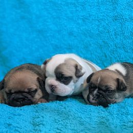 Bulldog and French Bulldog Puppies from Rohde's Road Dog Bullies