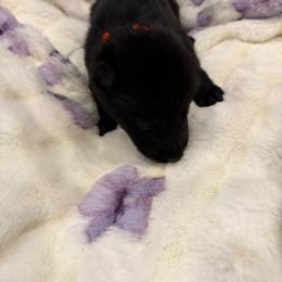 Orange - Black male German Shepherd puppy in Descanso, California from KVA Shepherds