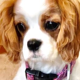 LIL BITS - Cavalier King Charles Spaniel