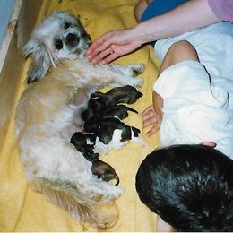 Shih Tzu Puppies from Shih Tzu Dreams Come True