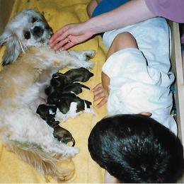 Shih Tzu Puppies from Shih Tzu Dreams Come True