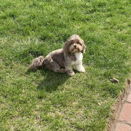 Lilly - Shihpoo