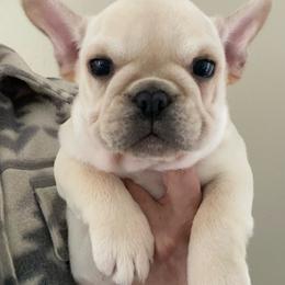 Trigger - Cream male French Bulldog puppy in Sidney Center, New York from iFrenchi