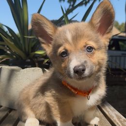 The beast - Blue male Pembroke Welsh Corgi puppy in San Diego ,Ca, California from SoCal Native Corgis
