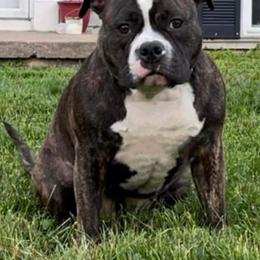 American Bully All Grown Up from Weight In Gold Kennels