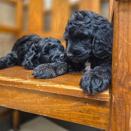 Scribe - Phantom male Goldendoodle puppy in Centreville, Mississippi from Trin's Designer Doodles