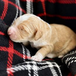 Autumn - Yellow and white female Bernedoodle puppy in Springville, Utah from Oodles of Bernedoodles