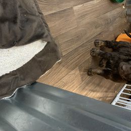 German Shorthaired Pointer and Labradoodle Puppies from Shining D Ranch