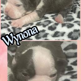 Wynona - Blue female Boston Terrier puppy in Brazos Point, Texas from TX Southern Belle Bostons