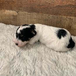 Glimmer - Parti female Poodle puppy in Haddam, Kansas from Golden B Acres