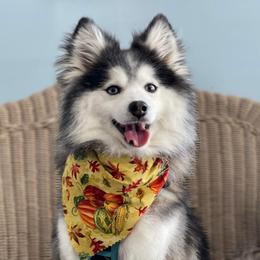 Phantom - Pomsky