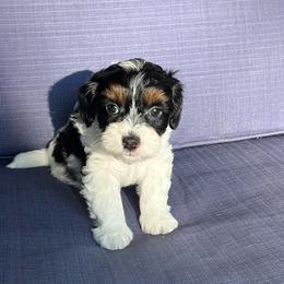 Benson (red boy) - White male Havapoo puppy in Arlington, Washington from Havanese With Love Breeding Co.
