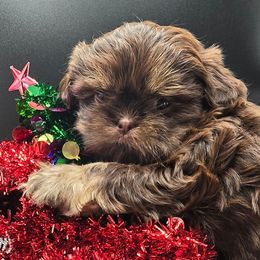 Shih Tzus from Mountain Laurel Shihtzu