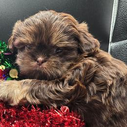 Shih Tzus from Mountain Laurel Shihtzu