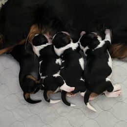 Cavalier King Charles Spaniel Puppies from Adorable Cavaliers of Southern California