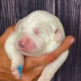 Light Blue Girl - White female Great Pyrenees puppy in Elfrida, Arizona from Outlaw Acres Farm & Kennels