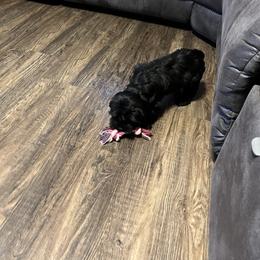 Onyx - Black female Miniature Schnauzer puppy in Stuart, Iowa from Johnson Family Corgis and more