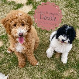 Australian Labradoodle, Double Doodle, Goldendoodle, and Labradoodle Puppies from Lake Mountain Doodle
