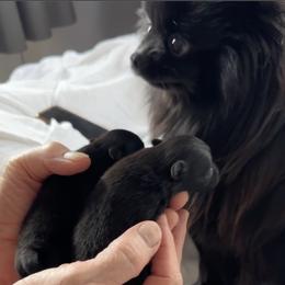 Pomeranian Puppies from Starlight Pomeranians