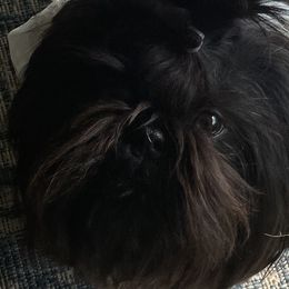 Shih Tzus from Denise Roach
