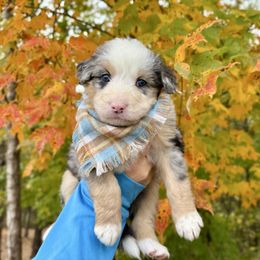 Flannel - male Australian Mountain Doodle puppy in Taylors, South Carolina from Aspen Mountain Doodles LLC