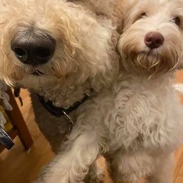 Australian Labradoodles from Krista Dinsmore