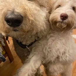 Australian Labradoodles from Krista Dinsmore
