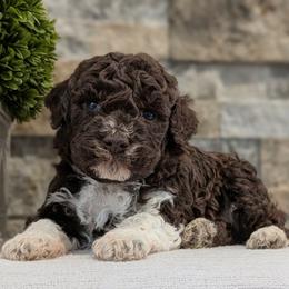Aurora - Brown roan female Lagotto Romagnolo puppy in West Jordan, Utah from Salt Lake Lagotto