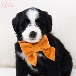 Grits - Black and white female Bernedoodle puppy in Diamond Bar, California from Furrytaildoodles