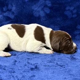 Male 8 - Liver roan male German Shorthaired Pointer puppy in Equinunk, Pennsylvania from AHHA Kennels