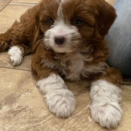 Cavapoo, Poodle, and Springerdoodle Puppies from Sugarland Puppies