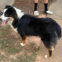Goose - Black tri-color male Australian Shepherd puppy in Dothan, Alabama from Aussie Paws Trailblazers