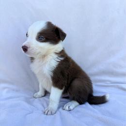 Red Male - White and red male Border Collie puppy in Okeechobee, Florida from Cowtown Corgis & Border Collies