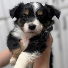Onyx - Black tri-color female Australian Shepherd puppy in Odessa, Texas from Yucca Blossom Pups