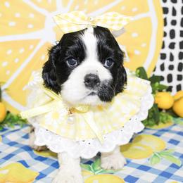 Tillie - Black and white female Cocker Spaniel puppy in Rattan, Oklahoma from Double M Cocker Spaniels