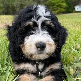 Bernedoodles from Grand Bernedoodles