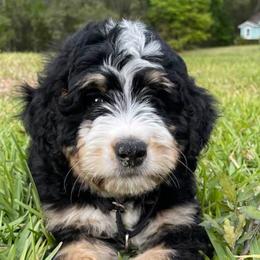Bernedoodles from Grand Bernedoodles