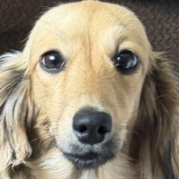 Martini - Dachshund
