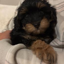 Luca - Black and tan male Cavapoo puppy in Gap, Pennsylvania from Luxe Cavapoo LLC