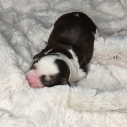 Norman -Liver Parti - Liver male Miniature Schnauzer puppy in Hertford, North Carolina from Little Bug Schnauzers