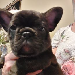 French Bulldogs from Bonjour Bullies
