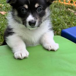 Girl 1 - Sable female Pembroke Welsh Corgi puppy in Sparta, New Jersey from CrestCottage Corgis