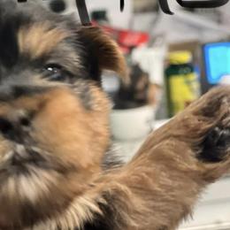 Yorkshire Terriers from Yorkie Warriors
