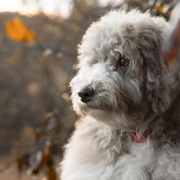 Goldendoodles from Ouachita Gold Diggers