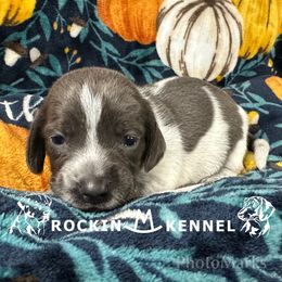 Blue Ticked Piebald - Piebald female Dachshund puppy in George West, Texas from Rockin M Kennel