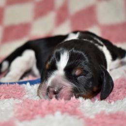 Sevier - Black white and tan male English Springer Spaniel puppy in Chapmansboro, Tennessee from Balthrop Bend Farms