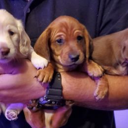 Dachshunds from SHExotics