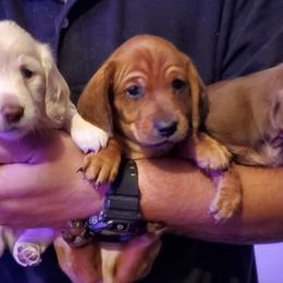 Dachshunds from SHExotics