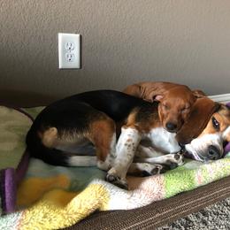 German Pinscher Puppies from LinDee Kennel