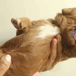 Goldendoodles from Austin Doodle Ranch